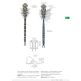 Field Guide to the Dragonflies of Britain and Europe - Second edition