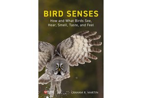 Bird Senses