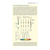 Bird Senses - How and What Birds See, Hear, Smell, Taste and Feel