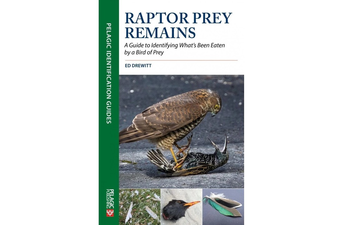 Raptor Prey Remains - A Guide to Identifying What's Been Eating by a Bird of Prey