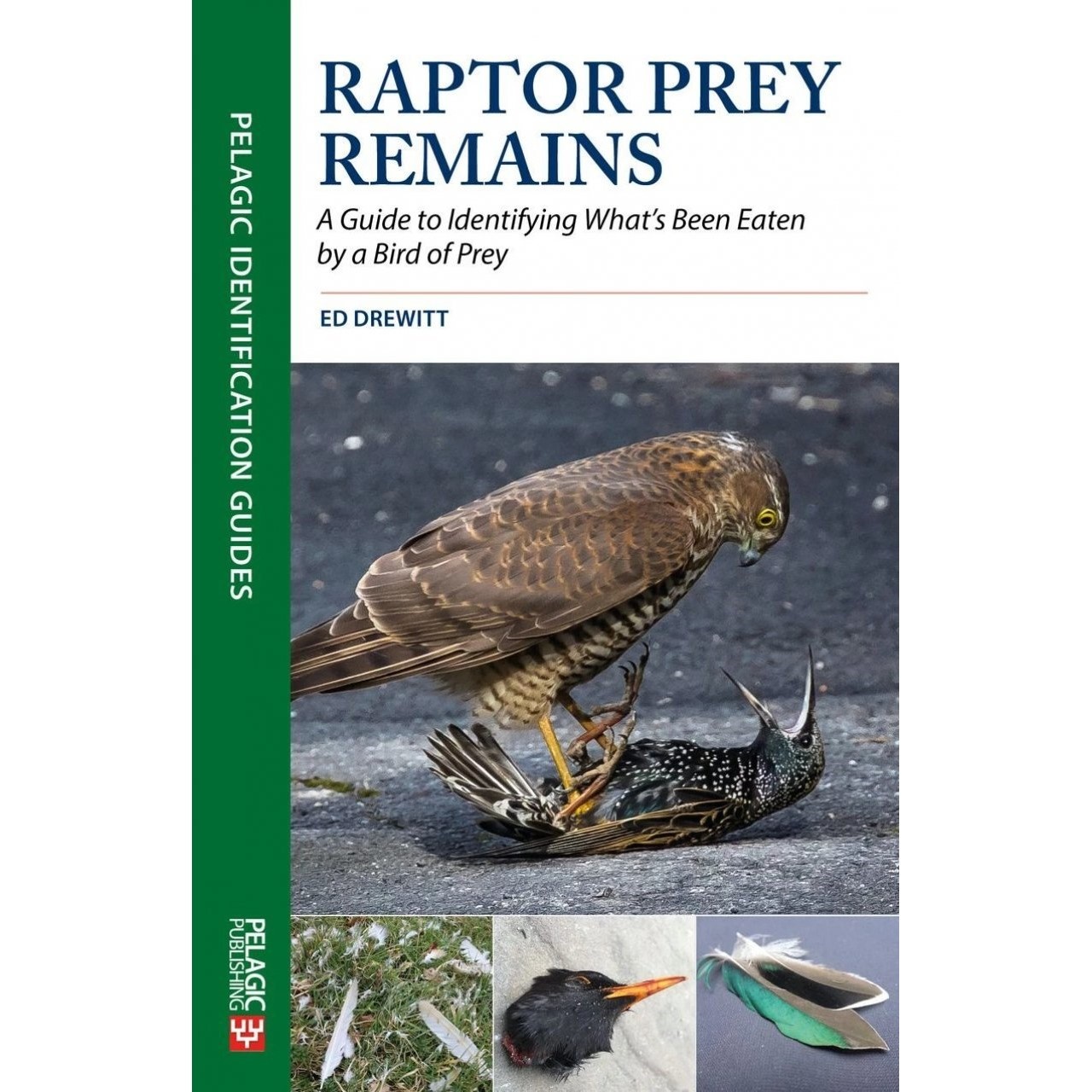 Raptor Prey Remains - A Guide to Identifying What's Been Eating by a Bird of Prey