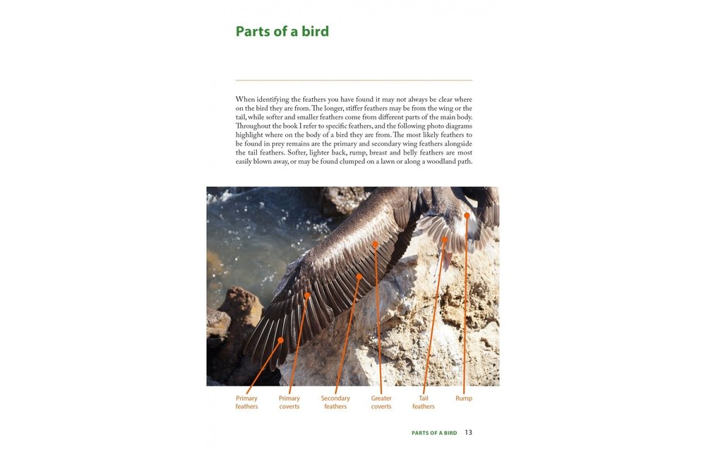 Raptor Prey Remains - A Guide to Identifying What's Been Eating by a Bird of Prey