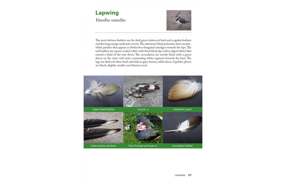 Raptor Prey Remains - A Guide to Identifying What's Been Eating by a Bird of Prey