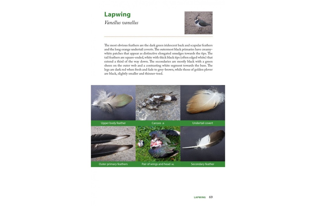 Raptor Prey Remains - A Guide to Identifying What's Been Eating by a Bird of Prey