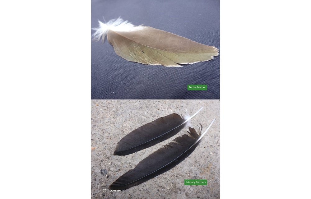 Raptor Prey Remains - A Guide to Identifying What's Been Eating by a Bird of Prey