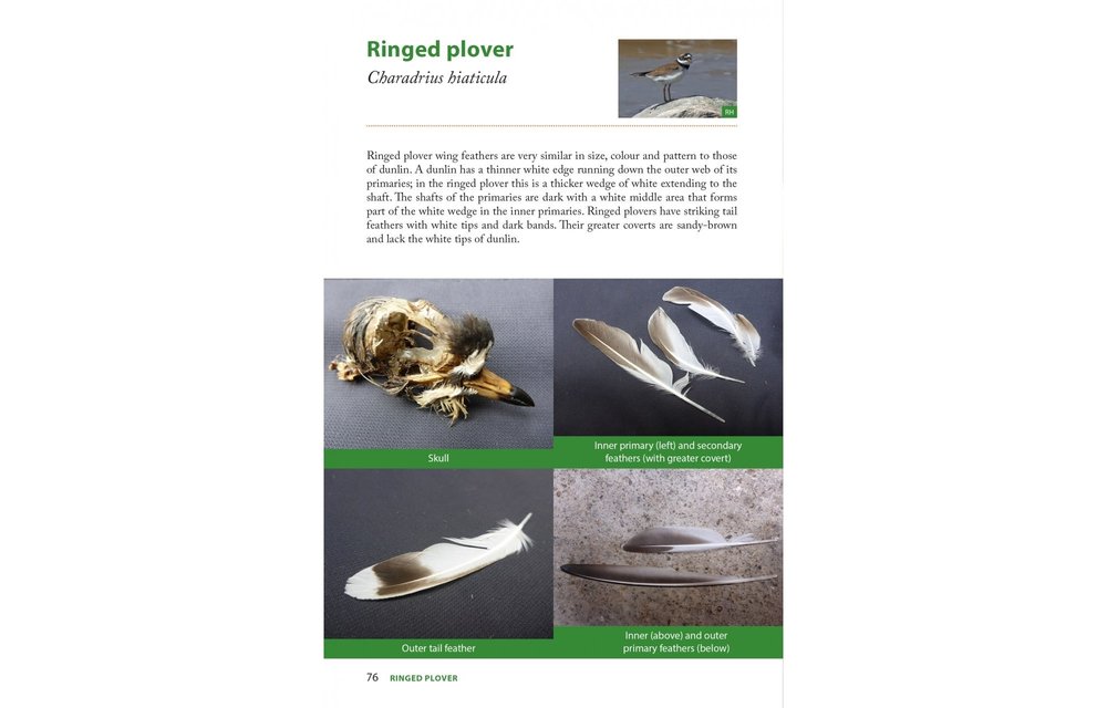 Raptor Prey Remains - A Guide to Identifying What's Been Eating by a Bird of Prey