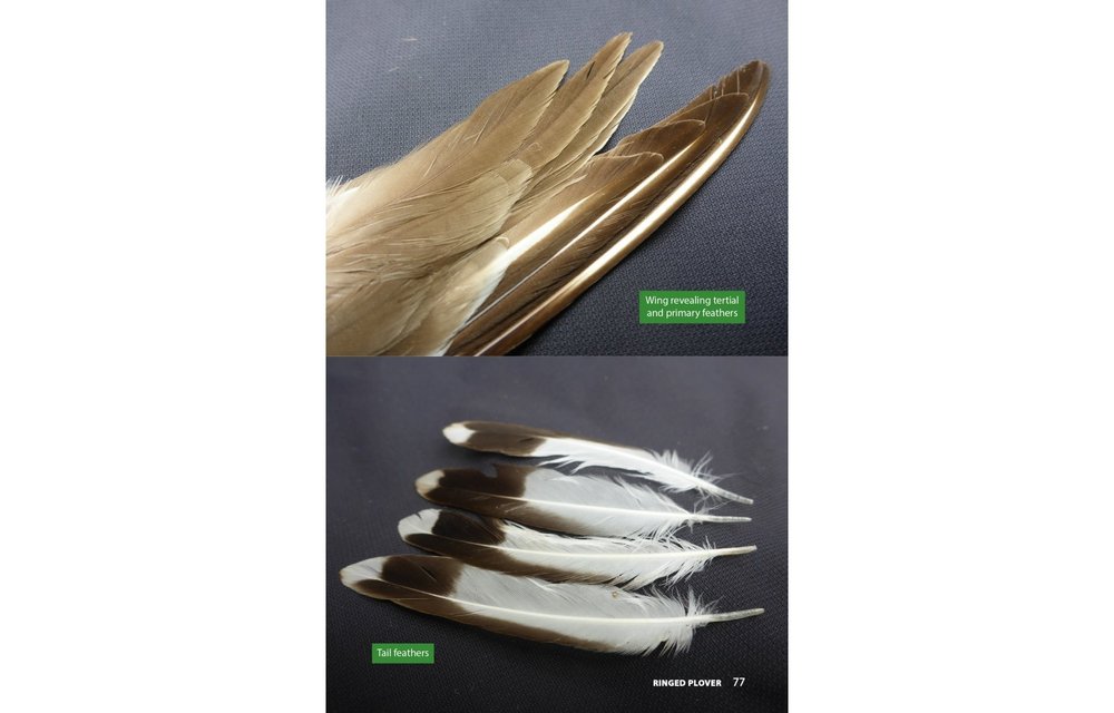 Raptor Prey Remains - A Guide to Identifying What's Been Eating by a Bird of Prey