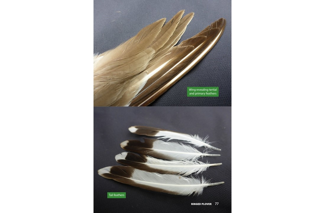 Raptor Prey Remains - A Guide to Identifying What's Been Eating by a Bird of Prey
