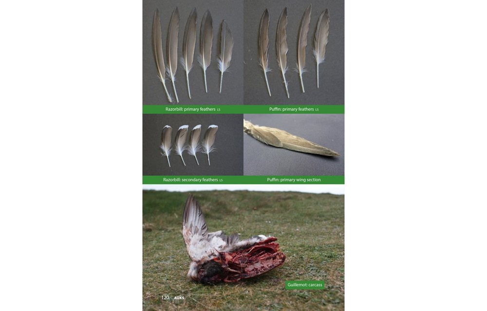 Raptor Prey Remains - A Guide to Identifying What's Been Eating by a Bird of Prey