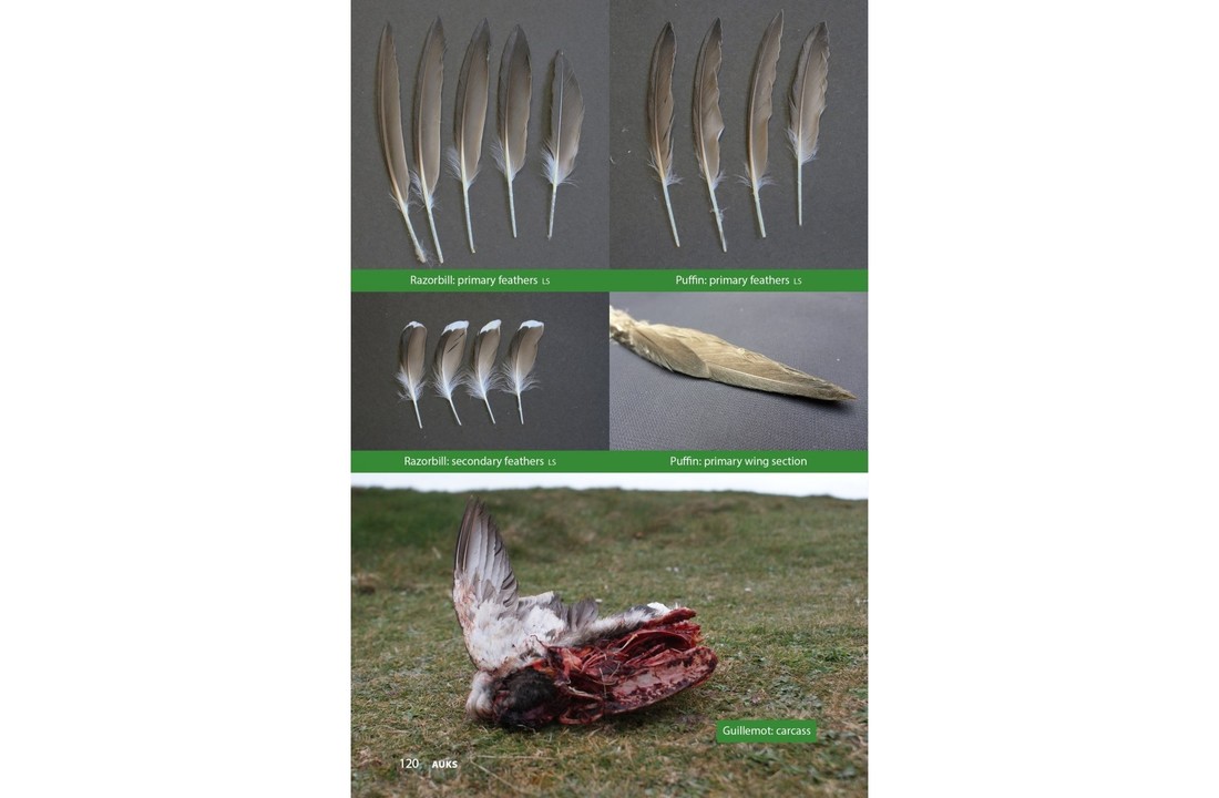 Raptor Prey Remains - A Guide to Identifying What's Been Eating by a Bird of Prey