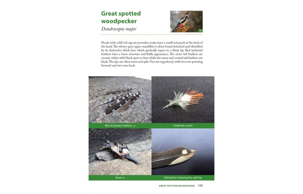 Raptor Prey Remains - A Guide to Identifying What's Been Eating by a Bird of Prey