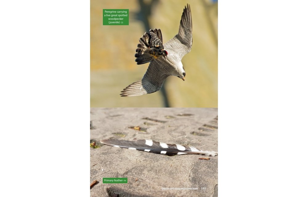 Raptor Prey Remains - A Guide to Identifying What's Been Eating by a Bird of Prey