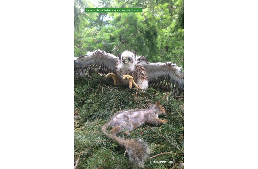 Raptor Prey Remains - A Guide to Identifying What's Been Eating by a Bird of Prey