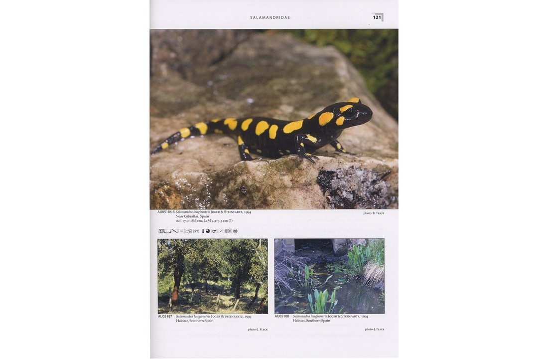 Terralog 21: Salamanders and Newts of Europe, North Africa and Western Asia/Salamander und Molche Europas, Nordafrikas und Westasiens