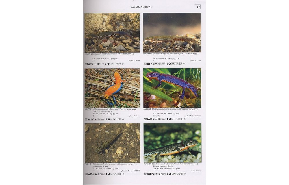 Terralog 21: Salamanders and Newts of Europe, North Africa and Western Asia/Salamander und Molche Europas, Nordafrikas und Westasiens