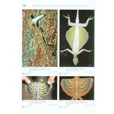 Terralog 7a: Agamid Lizards of Southern Asia/Agamen des südlichen Asien - Draconinae 1