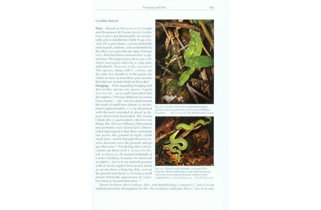 Natural History of Neotropical Treeboas - (Genus Corallus)