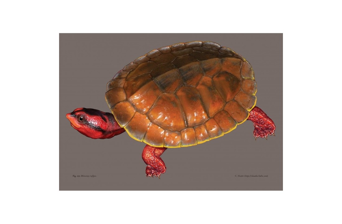 Toad-Headed Turtles of the Genus Mesoclemmys - Distribution - Natural History - Husbandry