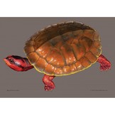 Toad-Headed Turtles of the Genus Mesoclemmys - Distribution - Natural History - Husbandry