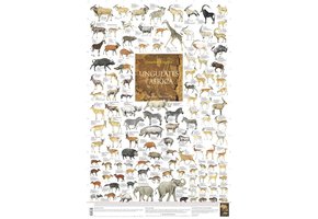 Ungulates of Africa Poster