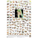 Kikkers van Zuidelijk Afrika Poster