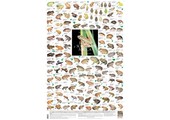 Frogs of Southern Africa Poster
