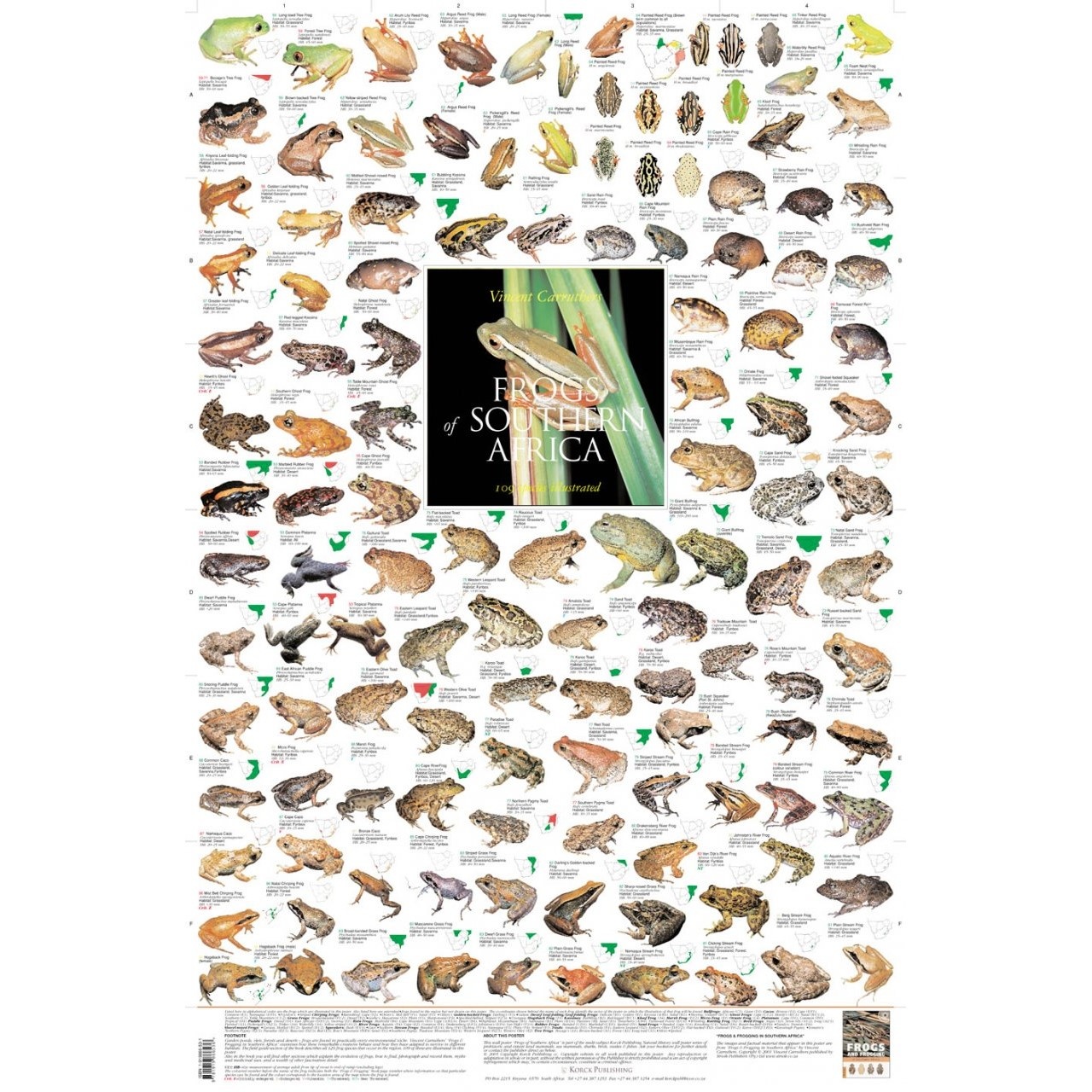 Frösche des südlichen Afrikas Poster