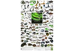 Slangen van Zuidelijk Afrika Poster