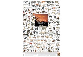 Rare and Endangered Mammals of Africa Poster