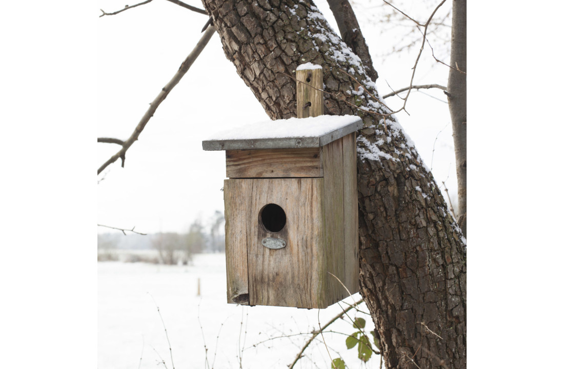 Wooden starling nest box