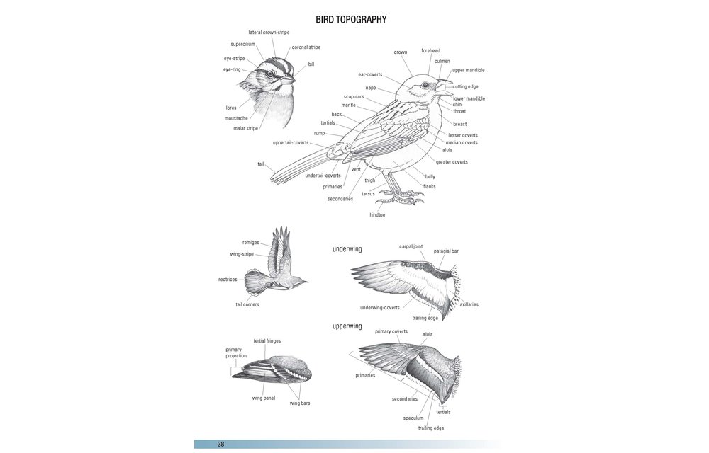 Birds of Argentina and the Southwest Atlantic