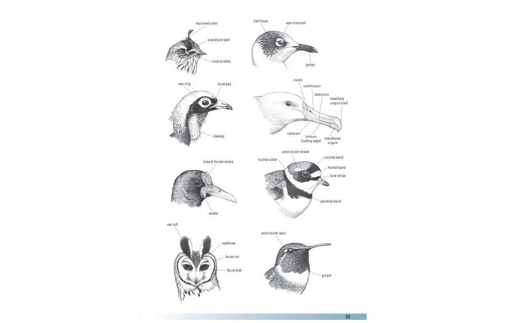Birds of Argentina and the Southwest Atlantic