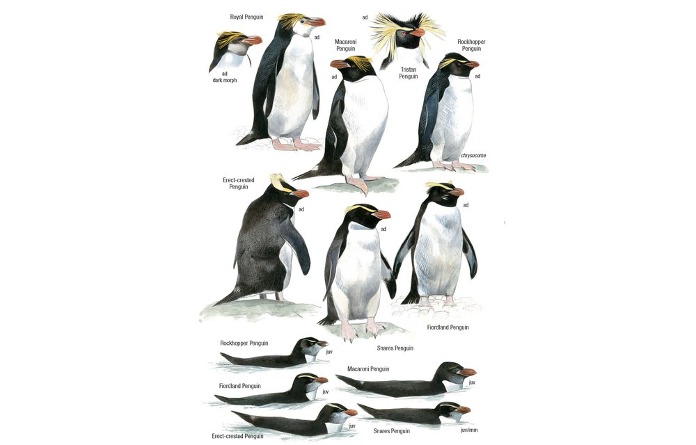 Birds of Argentina and the Southwest Atlantic