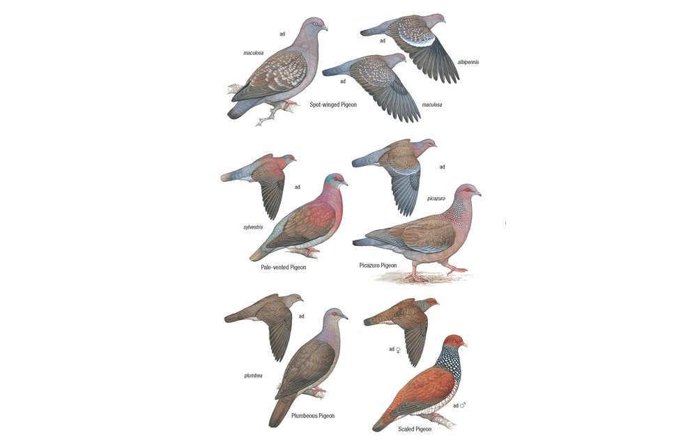 Birds of Argentina and the Southwest Atlantic