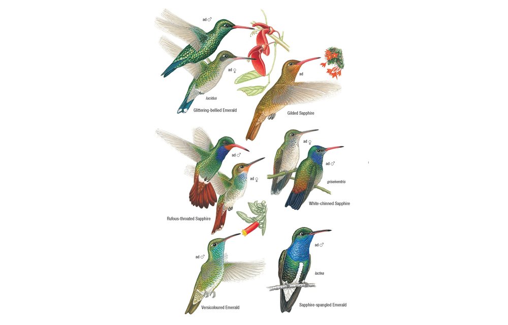 Birds of Argentina and the Southwest Atlantic