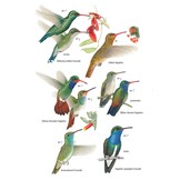 Birds of Argentina and the Southwest Atlantic