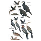 Birds of East Africa - Kenya, Tanzania, Rwanda, Uganda, Burundi