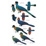 Birds of East Africa - Kenya, Tanzania, Rwanda, Uganda, Burundi