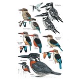 Birds of East Africa - Kenya, Tanzania, Rwanda, Uganda, Burundi
