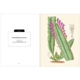 Kew Pocketbooks: Cacti