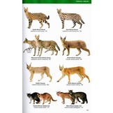 Felids and Hyenas of the World