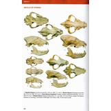 Felids and Hyenas of the World