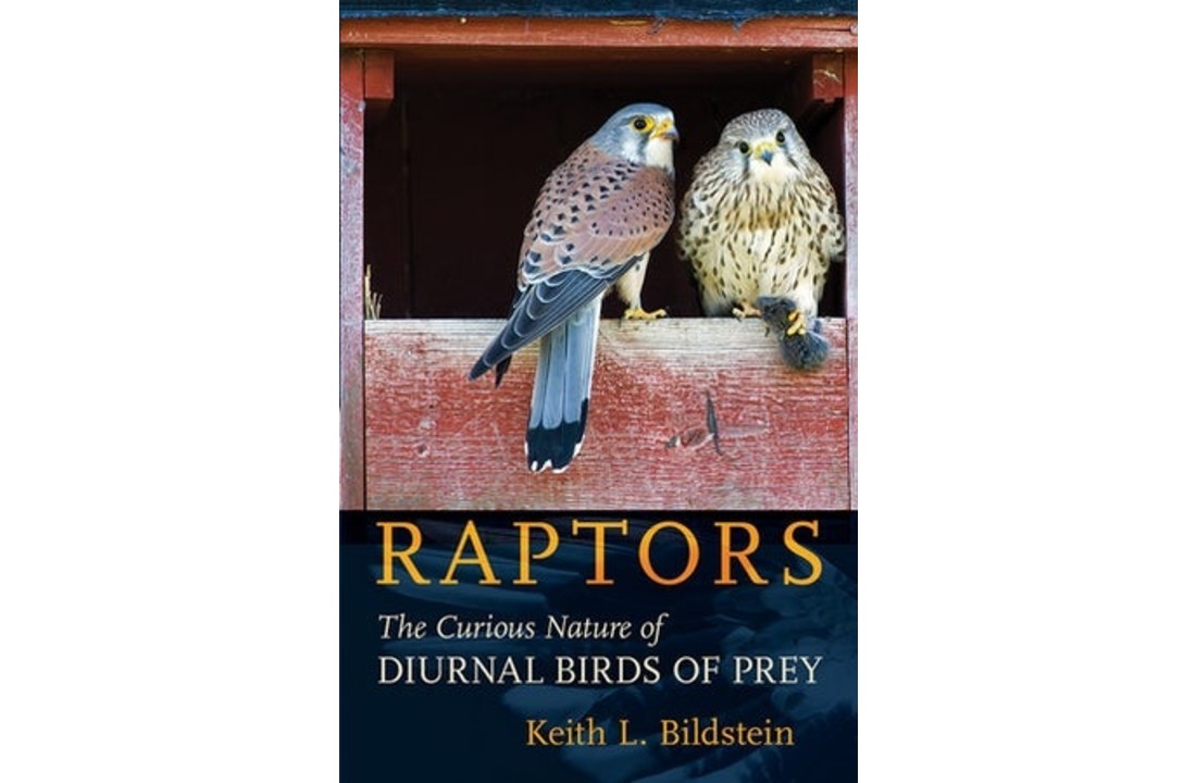 Raptors - The Curious Nature of Diurnal Birds of Prey