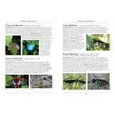 A Naturalist's Guide to the Butterflies of Australia