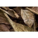 The Champions of Camouflage