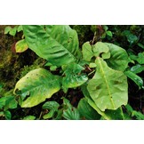 The Champions of Camouflage