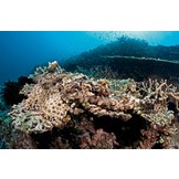 The Champions of Camouflage