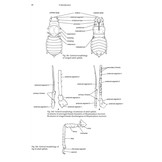 Aphids on Deciduous Trees