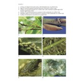 Aphids on Deciduous Trees