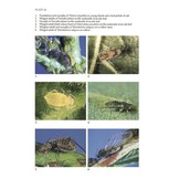 Aphids on Deciduous Trees